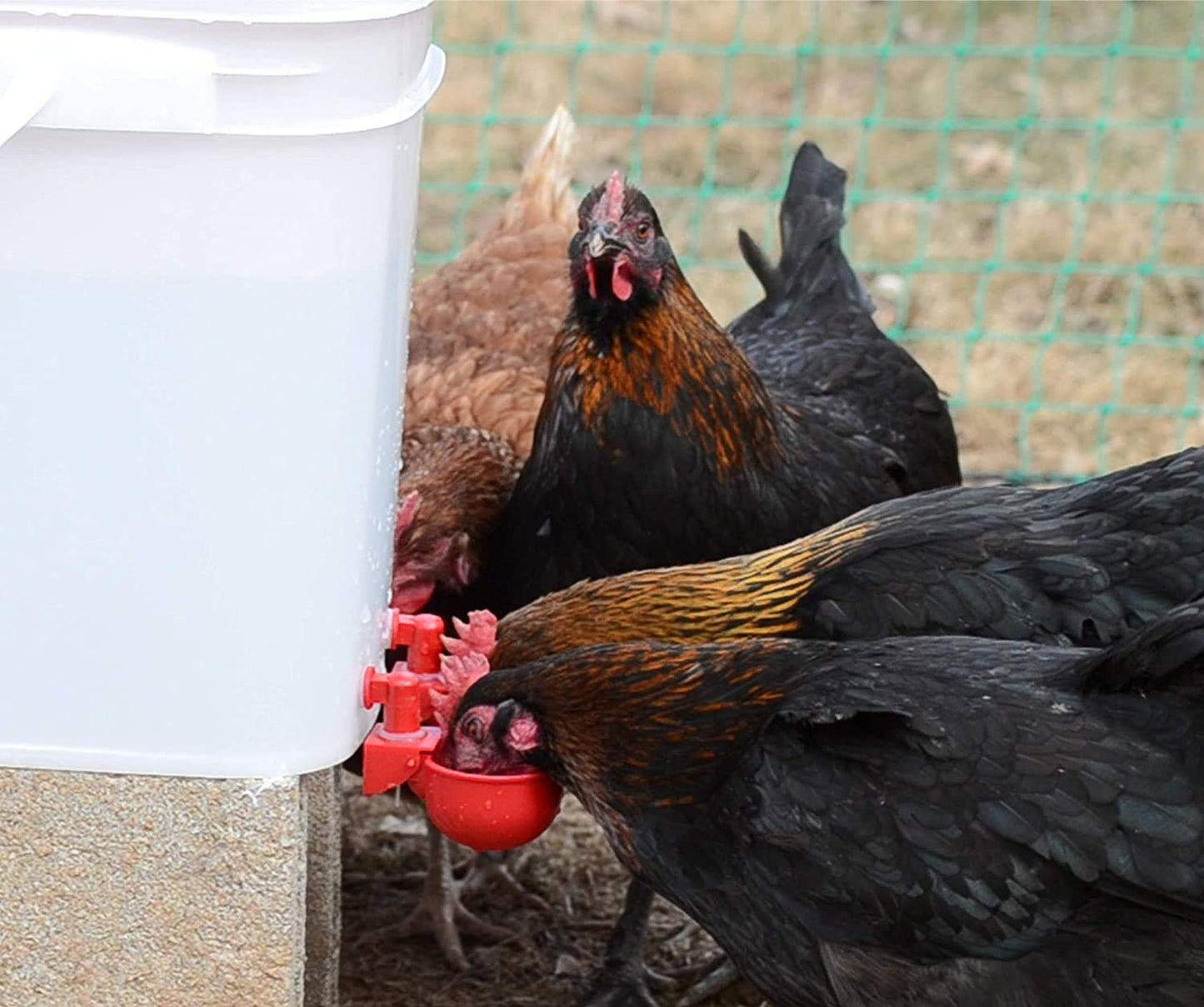 🐔50% RABATT⏰ Automatischer Wasserspender für Hühner – hält Wasser sauber und frisch für gesunde Aufzucht💧
