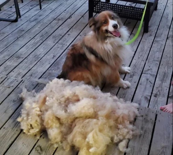 ✨🔥Fellbürste für Katzen und Hunde