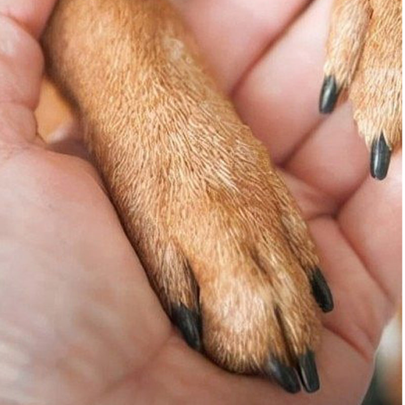 📢📢【🔥2 zum Preis von 1】50 % Rabatt!! ⏰Hundenagelfeile aus Holz mit austauschbaren Schleifpads|Nagelpflegegerät für Haustiere